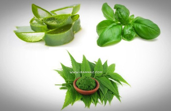 دستور العمل های تهیه ماسک طبیعی آلوئه ورا