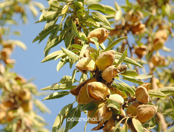 چرا درختان بادام ناگهان خشک می شوند و برگ های آن می ریزد؟ چرا درختان بادام ناگهان خشک می شوند و برگ های آن می ریزد؟
