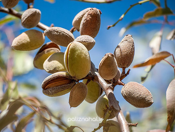 چرا درختان بادام ناگهان خشک می شوند و برگ های آن می ریزد؟ چرا درختان بادام ناگهان خشک می شوند و برگ های آن می ریزد؟