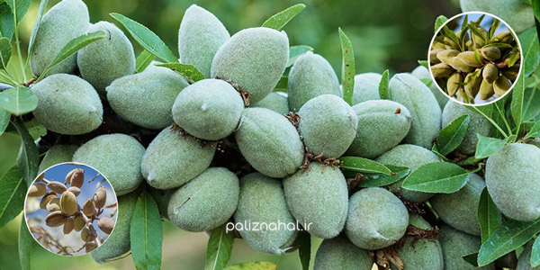 چرا درختان بادام ناگهان خشک می شوند و برگ های آن می ریزد؟ چرا درختان بادام ناگهان خشک می شوند و برگ های آن می ریزد؟