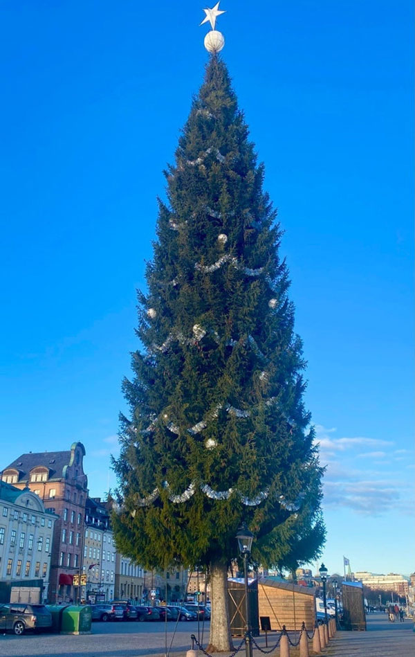 درخت در استکهلم یکی از بلندترین درختان کریسمس در جهان