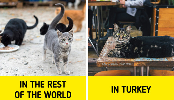 مردم برای گربه ها احترام قائل هستند ، حقایق جالب در مورد زندگی در کشور ترکیه