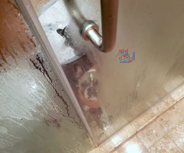 سگ ناراحت است که با صاحبش حمام نرفته ، عکس های بامزه و بسیار زیبا از حیوانات