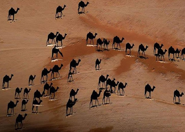 عقابی برفراز آب در کانادا ، عکس های زیبا که باورشان کمی سخت است