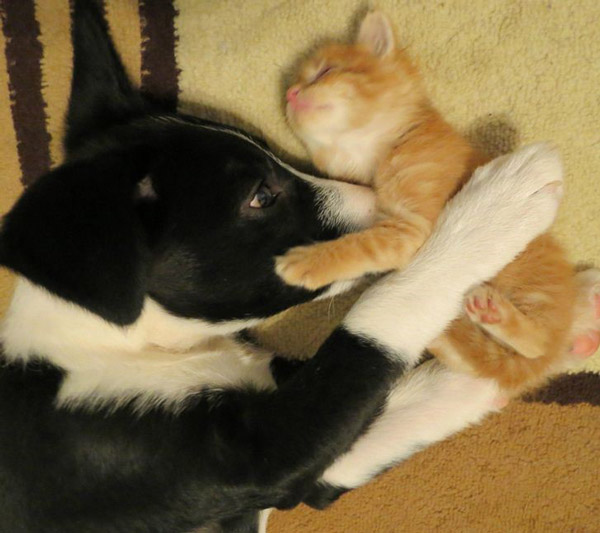 لحظه ای که سگ، گربه را در آغوش کشیده