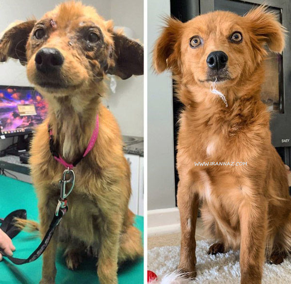عکس قبل و بعد سگی که صاحبش آن را پذیرفته ، عکس های احساسی که روحتان را نوازش می دهد