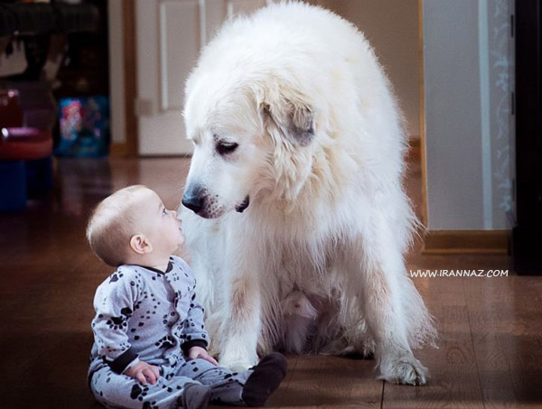نگاه عاشقانه سگ به پسر 7 ماهه در حال بازی ، عکس های احساسی که روحتان را نوازش می دهد