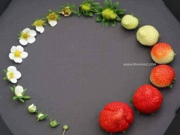 فقط به چرخه به وجود آمدن توت فرنگی نگاه کنید ، اطلاعات جدید و جالب در مورد بعضی خوراکی ها