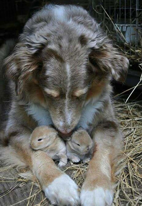 سگ درحال مراقبت از دو خرگوش کوچولو