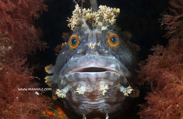ماهی تاج دار بسیار زیبا و فوق العاده ، عکس های جالب از دنیای عجیب و غریب پیرامون ما