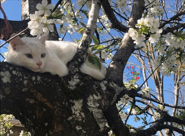 ترکیب این رنگها با گربه هماهنگ و زیبا شده ، عکس های زیبا از فصل بهار در نقاط مختلف دنیا
