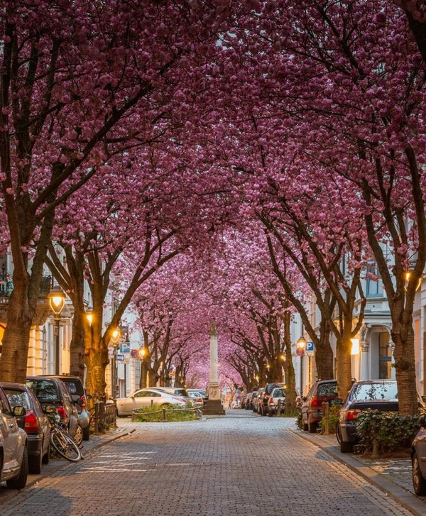 طاق بسیار زیبا از شکوفه های گیلاس در شهر بن آلمان