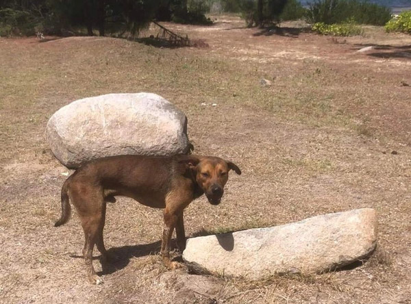 این سگ سنگ بزرگی را در پشتش گذاشته