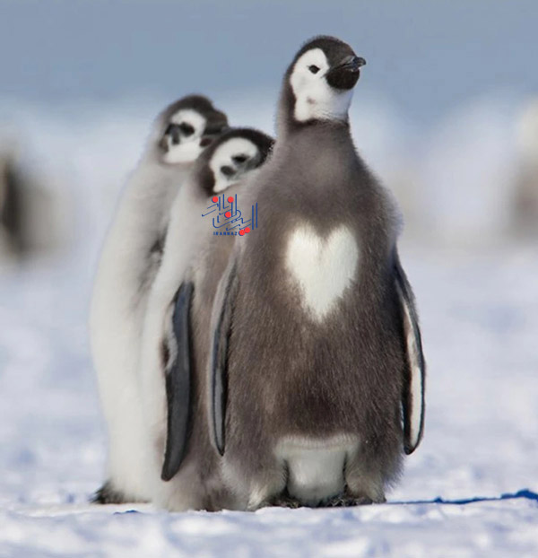 یک قلب بزرگ روی سینه این پنگوئن حک شده