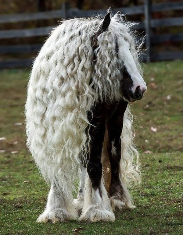 هر دختری باید به داشتن چنین موهایی حسادت کند ، اسب فوق العاده زیبا