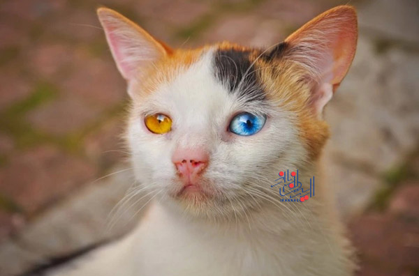 می توانیم تا ابد به این چشمها خیره شویم ، گربه چشم دو رنگی