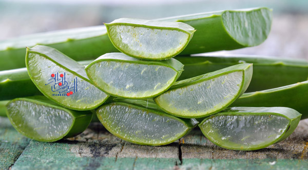 آلوئه ورا - Aloe vera ، 3 ماده طبیعی که بهتر از بالم لب - lip balm عمل می کند