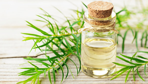 روغن درخت چای