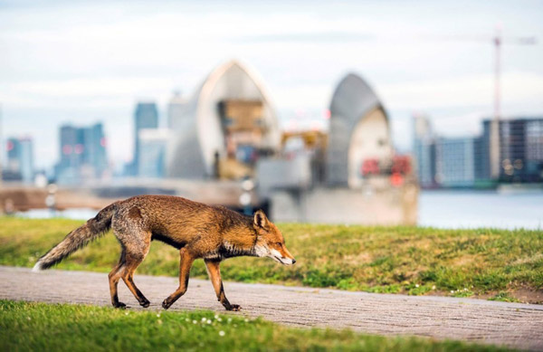 روباه ها در لندن