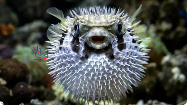 پافر فیش یا ماهی بادکنکی - Puffers Fish ، حیوانات بسیار زیبا و بامزه اما خطرناک و کشنده