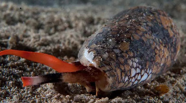 حلزون مخروطی - Cone snails