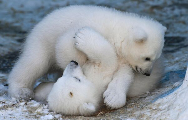 خرس قطبی - Polar bear