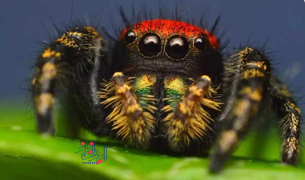 عنکبوت - Spider ، حیوانات بسیار زیبا و بامزه اما خطرناک و کشنده