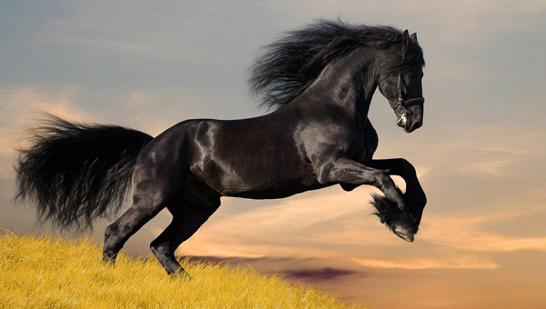 اسب - Horse