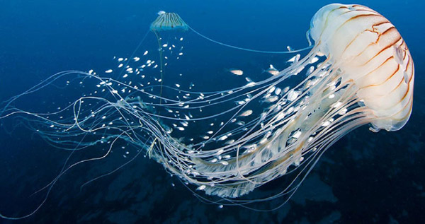 عروس دریایی - Lion's mane jellyfish