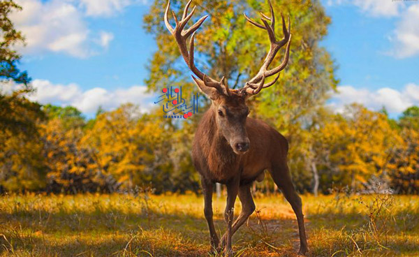 گوزن - Deer ، حیوانات بسیار زیبا و بامزه اما خطرناک و کشنده