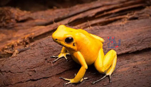 قورباغه دارت انداز طلایی - Golden poison frog ، حیوانات بسیار زیبا و بامزه اما خطرناک و کشنده
