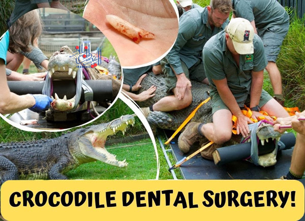 دندانپزشک تمساح ، دندانپزشکی حیوانات
