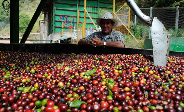 مزارع قهوه در برزیل، کلمبیا و کاستاریکا ، جالب و خواندنی از نحوه پیدایش قهوه - تاریخچه بوجود آمدن قهوه