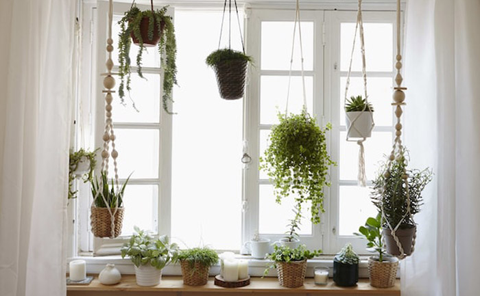 دیوار یا پنجره را با گیاهان بپوشانید