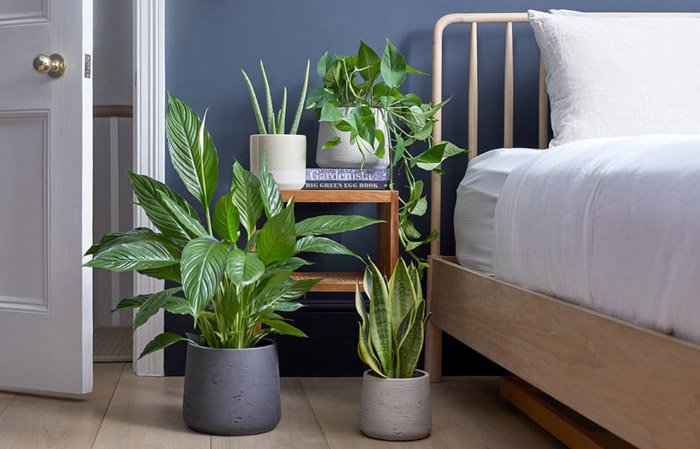 روی میز کنار تختخواب خود گیاهان کوچک بگذارید