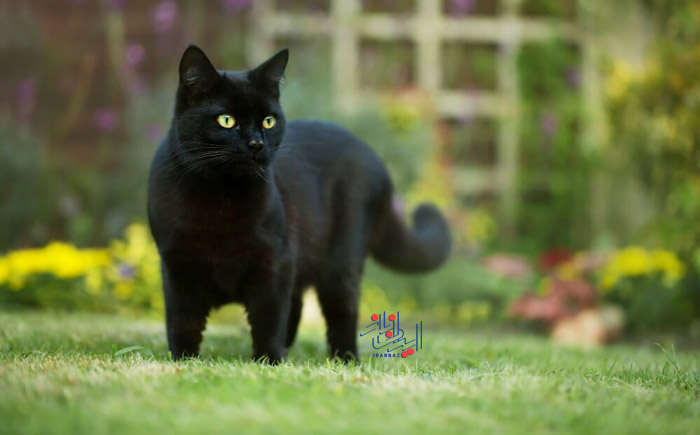 گربه های سیاه - Black cat ، حیواناتی که طبق اعتقادات برخی بدشانسی می آورند