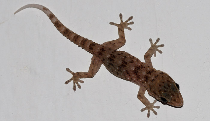 مارمولک - Lizards ، حیواناتی که طبق اعتقادات برخی بدشانسی می آورند