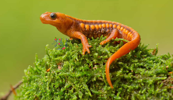 سمندرها - Salamanders