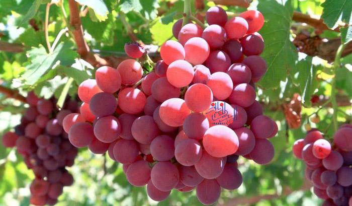 خواص باورنکردنی انگور قرمز برای سلامتی بدن ، The incredible properties of red grapes for body health