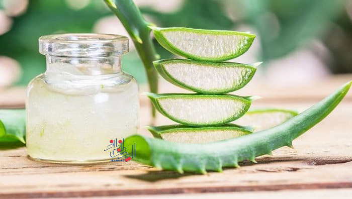 چگونه از آلوئه ورا برای توقف ریزش مو استفاده کنیم؟
