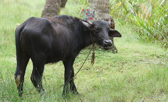 گوشت گاو در هند ، غذا و خوراکی های ممنوعه در کشورهای مختلف جهان