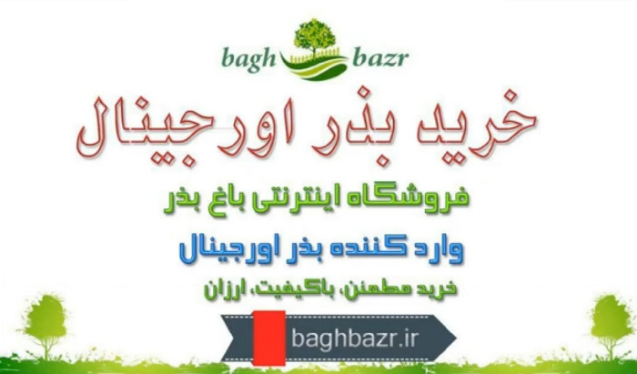 بذر
