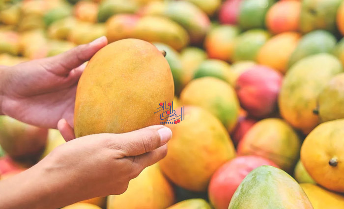 انبه - Mango ، پوست صاف و بدون چروک و شفاف با خوردن این میوه ها