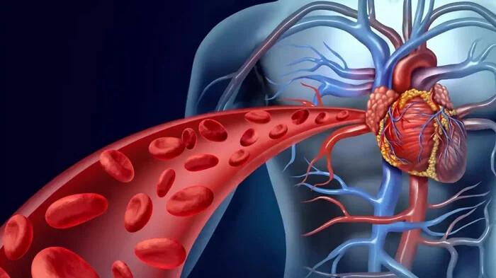 کمک به تقویت گردش خون و ایمنی بدن