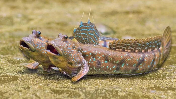 ماهی گل خورک (Mudskippers)