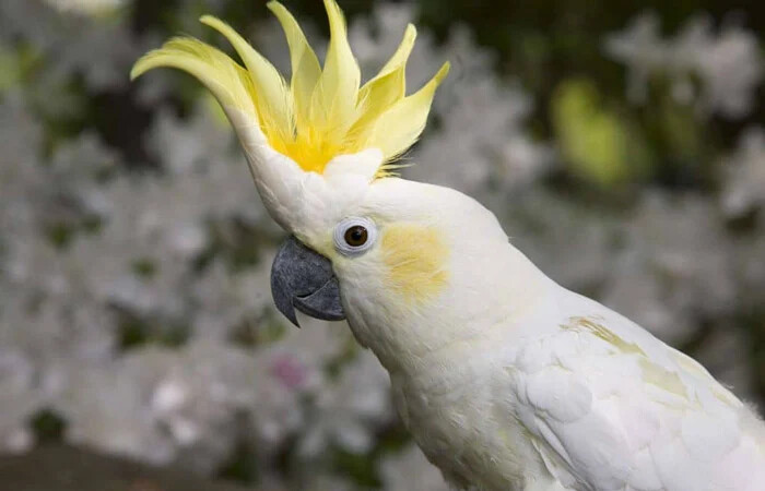 طوطی کاکل سفید (Cockatoos)