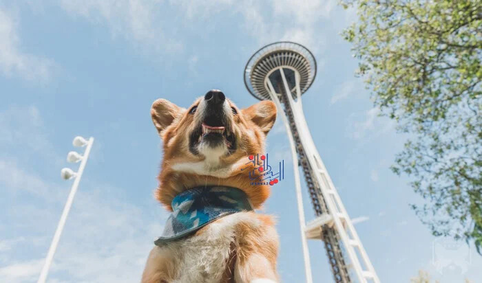 سیاتل، ایالات متحده آمریکا (Seattle) ، شهرهایی که تعداد سگ های آنها بیشتر از کودکان است