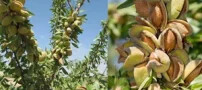 کاشت نهال بادام: سفر به دنیای طعم و سلامتی