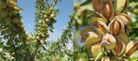 کاشت نهال بادام: سفر به دنیای طعم و سلامتی