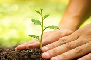 هر نهال یک آرزو، بیایید با هم باغی از رویاها بسازیم